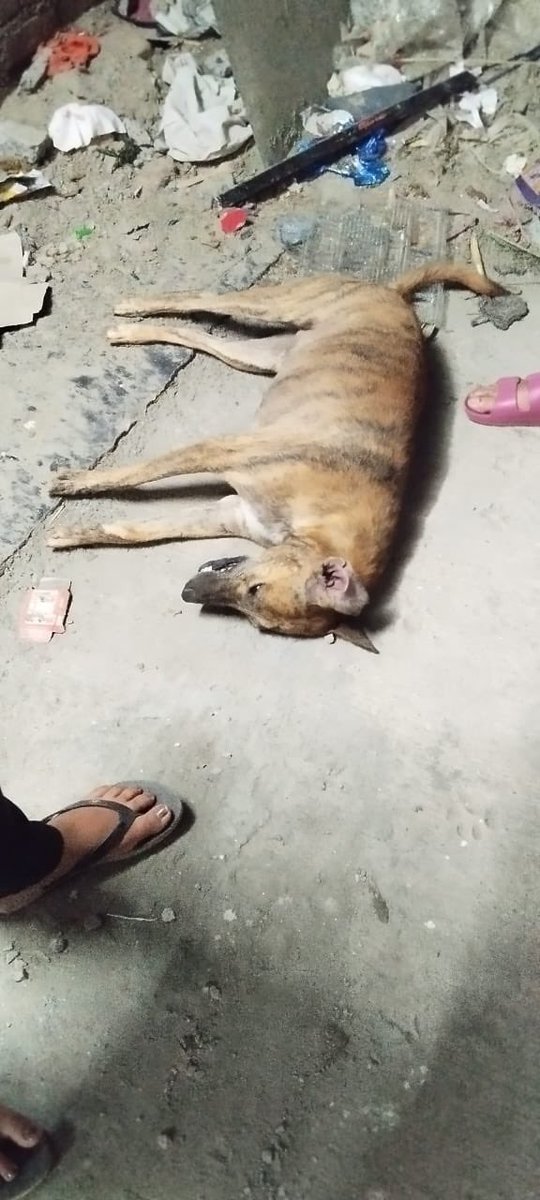 Divya Chaturvedi tweet media