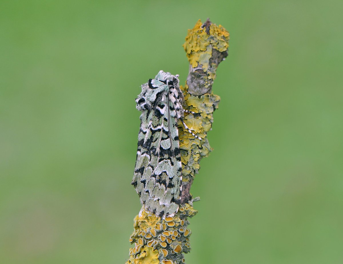Damian Money (@damian_money) on Twitter photo Another Merveille du Jour from my garden last week <a href="/BC_Yorkshire/">Butterfly Conservation Yorkshire</a> <a href="/BritishMoths/">British Moths</a> <a href="/savebutterflies/">Butterfly Conservation 🦋</a> <a href="/teesbirds1/">teesbirds</a> <a href="/nybirdnews/">NorthYorksBirdNews</a> <a href="/teeswildlife/">Tees Wildlife</a> Another Merveille du Jour from my garden last week <a href="/BC_Yorkshire/">Butterfly Conservation Yorkshire</a> <a href="/BritishMoths/">British Moths</a> <a href="/savebutterflies/">Butterfly Conservation 🦋</a> <a href="/teesbirds1/">teesbirds</a> <a href="/nybirdnews/">NorthYorksBirdNews</a> <a href="/teeswildlife/">Tees Wildlife</a>