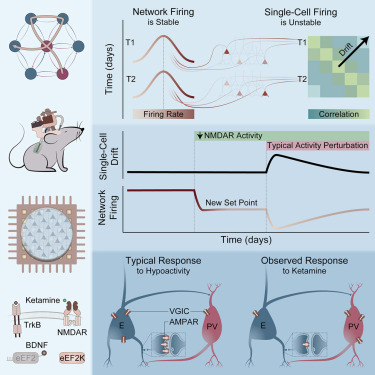 Online now:  NMDA receptors regulate the firing rate set point of hippocampal circuits without altering single-cell dynamics dlvr.it/TG3dYh