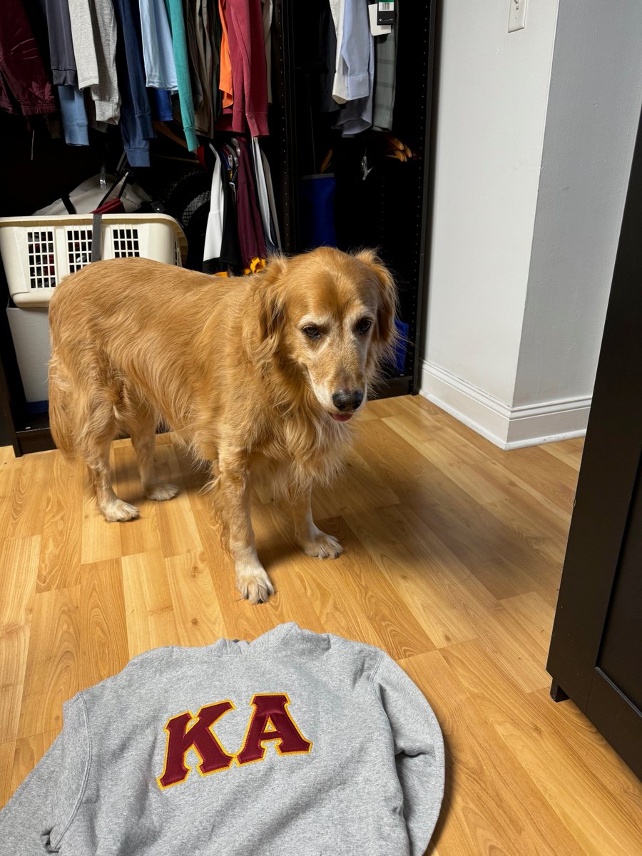 KAOfficialStore's tweet image. Our furry friend Max wants you to shop our hoodies with freshly sewn-on letters!!  🐶❤️💛