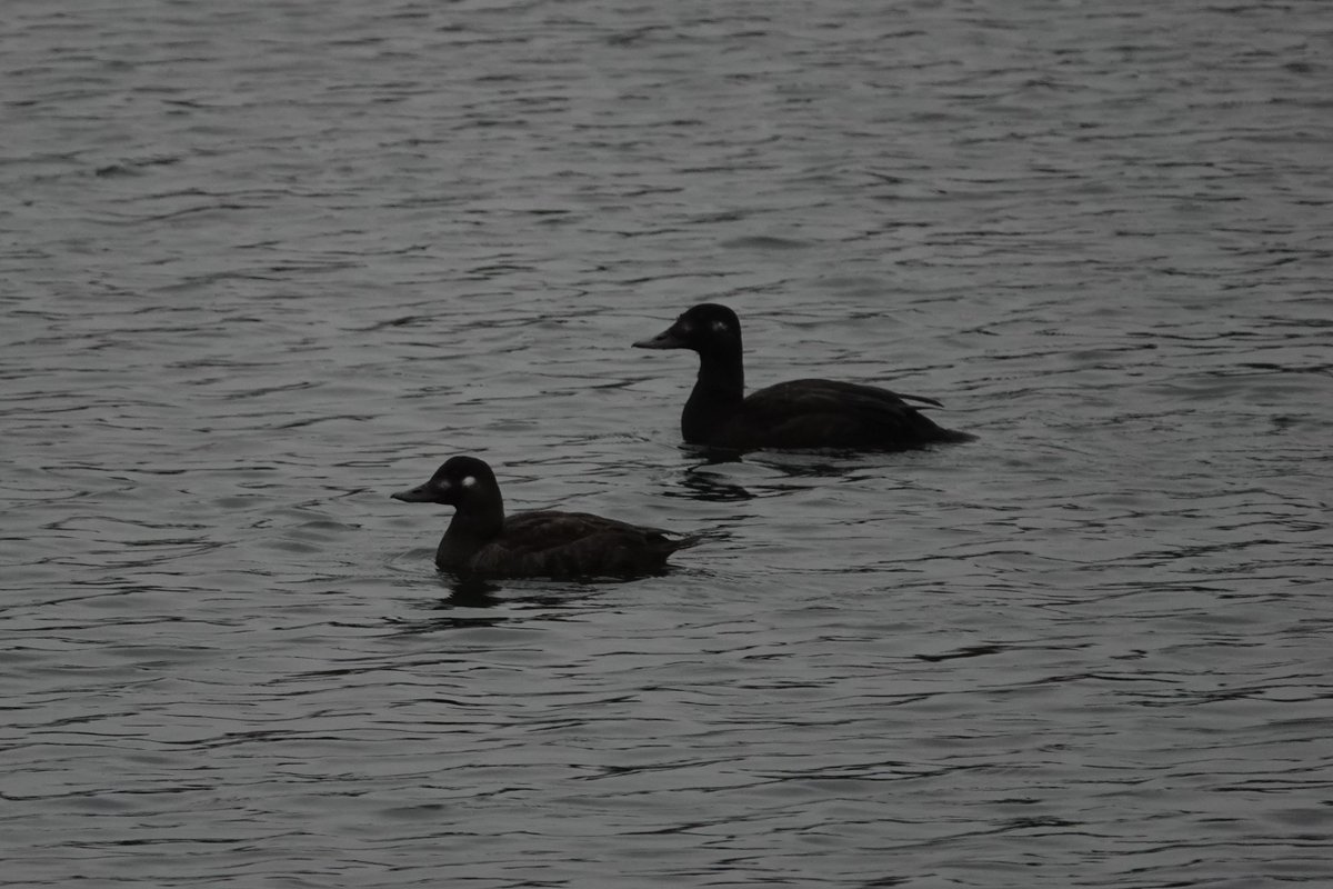 grimsbury_birds's tweet photo. That was fantastic surprise this afternoon!
New bird(s) for the patch list @OOSbirding #patchmega #pwc2024 https://t.co/eZUINPvV57