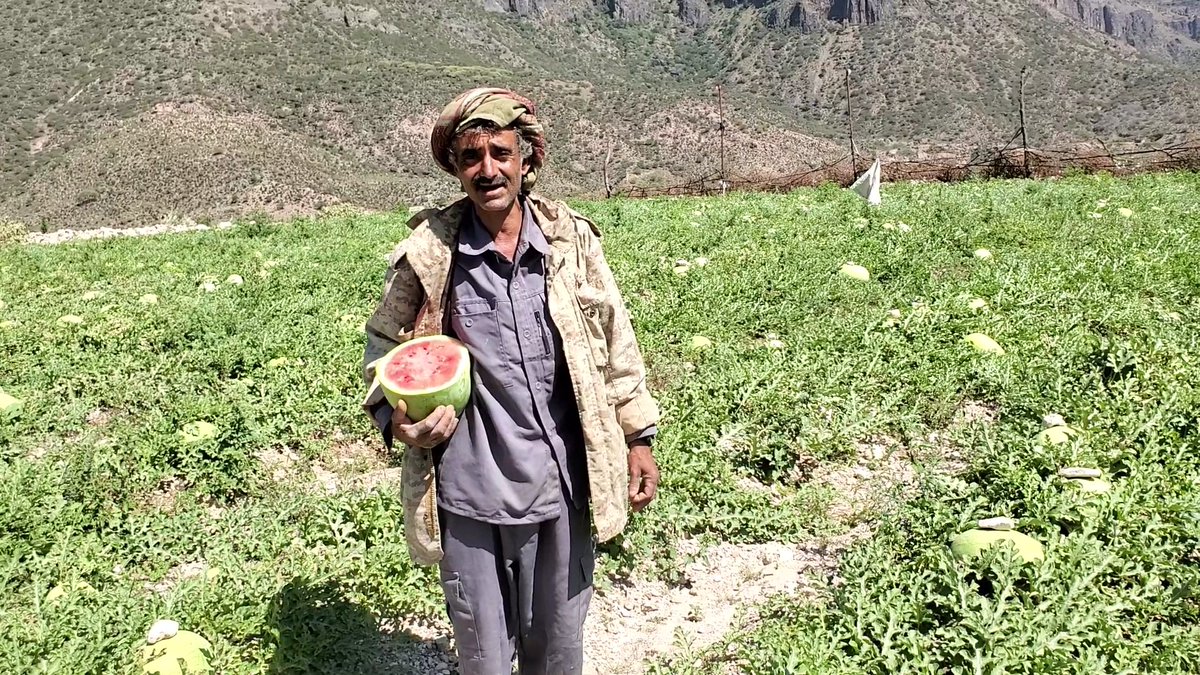 المزارع شرف المحويتي يحقق نجاحاً بزراعة محصول البطيخ (الحبحب)
#محافظة_ذمار_مديرية_المنار_قرية_الروضة
حصل المزارع على منحة عبر وكالة تنمية المنشأت الصغيرة والأصغر (#SMEPS)ممولة من #البنك_الدولي_عبر_برنامج_الامم_المتحدة
<a href="/SMEPSYEMEN/">SMEPS</a>
<a href="/SFDYemen/">SFD-Yemen</a>
<a href="/UNDPYemen/">UNDP Yemen</a>
<a href="/UNinYE/">UN Yemen</a> 
<a href="/AlbankAldawli/">مجموعة البنك الدولي</a>