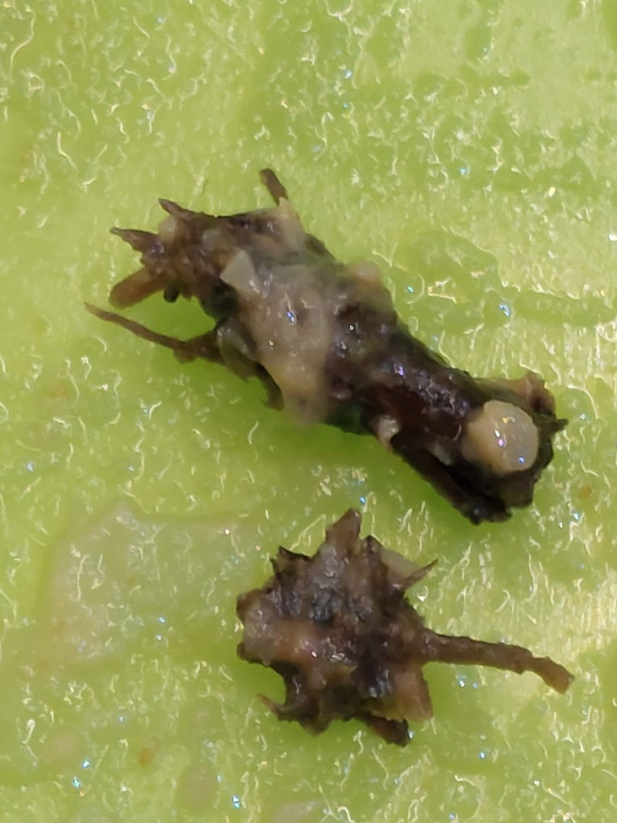upeshchavda's tweet photo. @AsdaServiceTeam help 🥲
My mum found this in her salad that she prepared for her lunch today, which she unknowingly bit into 🤢
I work next to your Head Office in Leeds so I can bring it in tomorrow if you'd like? Or what can you do to help? #NotEveryLittleHelps #AsdaPrice https://t.co/rwHnYczNRl