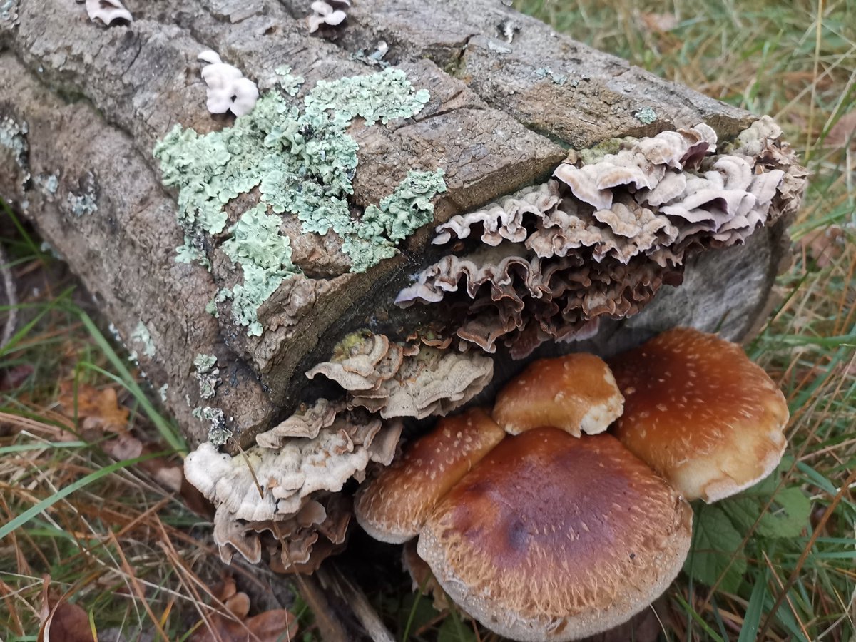 vrijezangvogel's tweet photo. 1/n Vanmiddag weer een ommetje gemaakt door de nog steeds natte #duinen naar #zee. Een draadje #natuur. Maar eerst #paddenstoelen tbv #november_kiek. Ik zag ook ander moois onderweg: Bomen in #herfstkleuren, #mossen, herfstasters+2reeën vlak voor m'n neus t pad overspringend > https://t.co/vwCRzifgjj