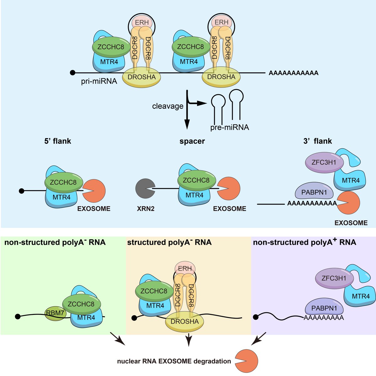 Will Garland / @willgarland.bsky.social (@wgarland10) on Twitter photo Latest from the lab, finally out in <a href="/MolecularCell/">Molecular Cell</a> . Here we show a physical and functional link between the Microprocessor and a variant NEXT complex. Together, these complexes degrade the 5' flanks of pre-miRNAs and other stem-loop-containing RNAs.
cell.com/molecular-cell… Latest from the lab, finally out in <a href="/MolecularCell/">Molecular Cell</a> . Here we show a physical and functional link between the Microprocessor and a variant NEXT complex. Together, these complexes degrade the 5' flanks of pre-miRNAs and other stem-loop-containing RNAs.
cell.com/molecular-cell…