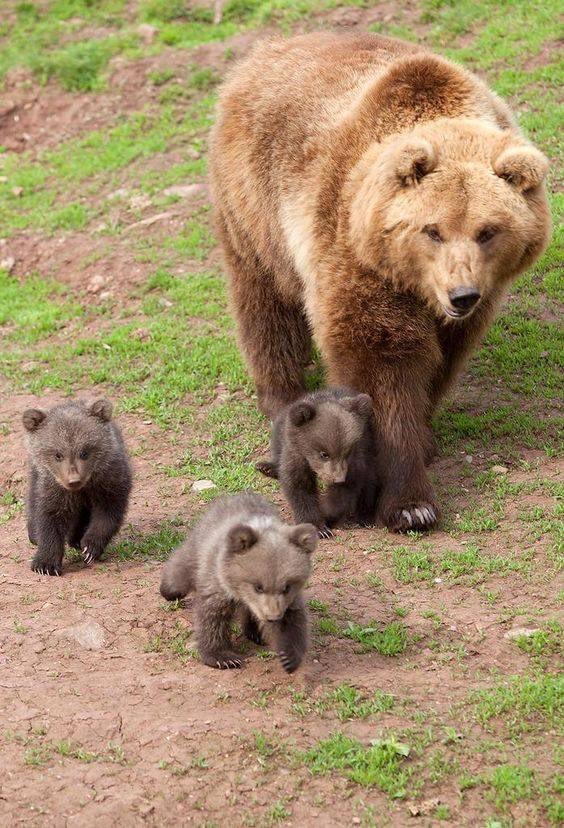 Tim Robinson jr (@djtinytimradio) on Twitter photo Today is hug a bear day. I have safety tips. Tune into <a href="/COOLOldies1450/">COOL1450AM</a> from 3-6pm to hear them. <a href="/Capitals/">Washington Capitals</a> <a href="/TJOshie77/">TJ Oshie</a> <a href="/ovi8/">Alex Ovechkin</a> <a href="/Commanders/">Washington Commanders</a> <a href="/ThurmontMD/">ThurmontNeighborhood™</a> <a href="/ChevyOfThurmont/">Criswell of Thurmont</a> Today is hug a bear day. I have safety tips. Tune into <a href="/COOLOldies1450/">COOL1450AM</a> from 3-6pm to hear them. <a href="/Capitals/">Washington Capitals</a> <a href="/TJOshie77/">TJ Oshie</a> <a href="/ovi8/">Alex Ovechkin</a> <a href="/Commanders/">Washington Commanders</a> <a href="/ThurmontMD/">ThurmontNeighborhood™</a> <a href="/ChevyOfThurmont/">Criswell of Thurmont</a>