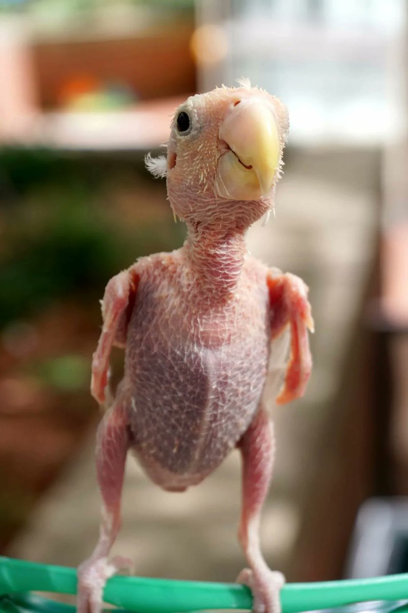 siyahalpacino's tweet photo. Okan hocama helal olsun, 1 ay içinde ne kadar kanatlı takım varsa hepsini kucağa aldı :d https://t.co/KrzqiUoTQT