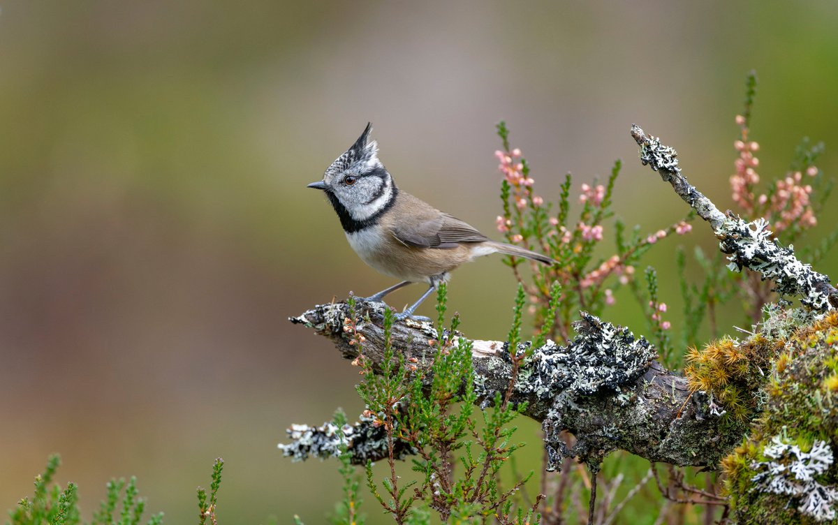 Les Cater (@lesliecater1) on Twitter photo Crested tit workshop <a href="/PeteWalkden1973/">Pete Walkden</a> complete, the results are amazing, I wanted this time to include more of the ancient forest floor that is made up of lichen, heather and grasses. This fallen tree stump was perfect and gave me a chance to achieve my goal and many fine images. Crested tit workshop <a href="/PeteWalkden1973/">Pete Walkden</a> complete, the results are amazing, I wanted this time to include more of the ancient forest floor that is made up of lichen, heather and grasses. This fallen tree stump was perfect and gave me a chance to achieve my goal and many fine images.