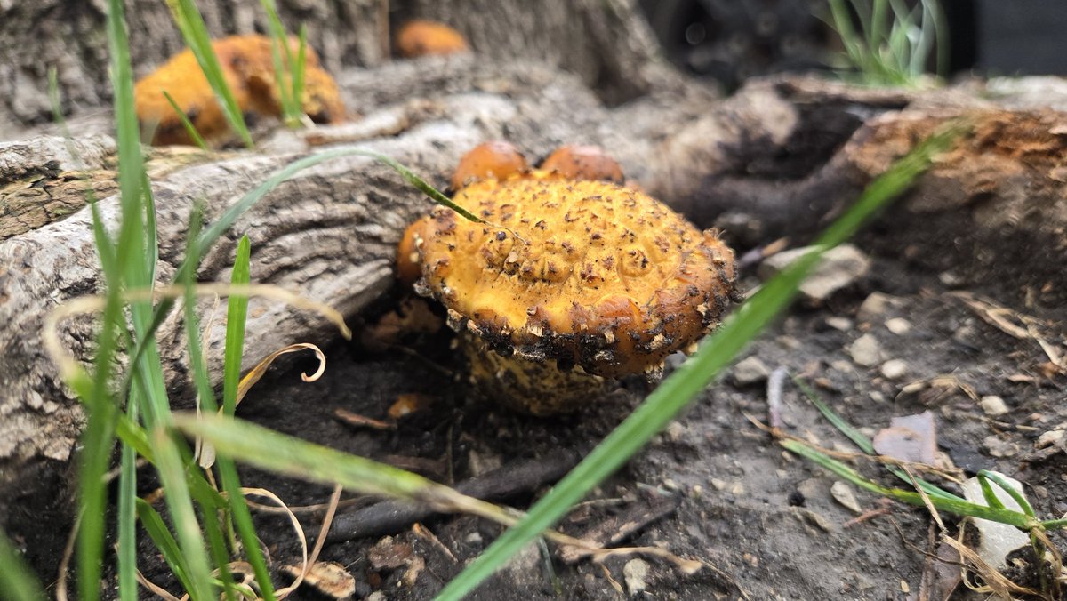 Small things I'm grateful for lately
1.) My best friend
2.) Chilly mornings
3.) Soup 
4.) Forehead kisses
5.) This mushroom