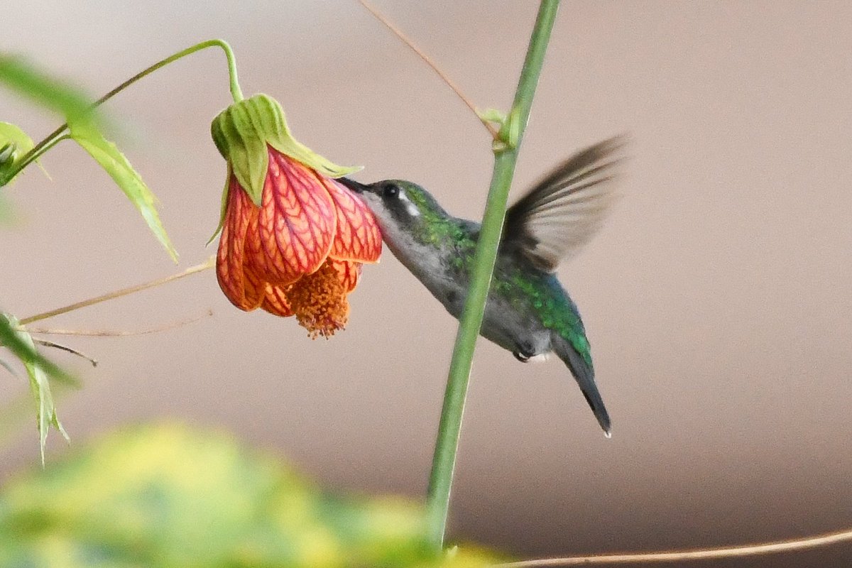 marcmcflurry's tweet photo. Black-tailed Trainbearer, Western Emerald, Goulds Hummingbird and Lesser Violetear #Ecuador #BirdsSeenIn2024 https://t.co/qRsCpQzTbK