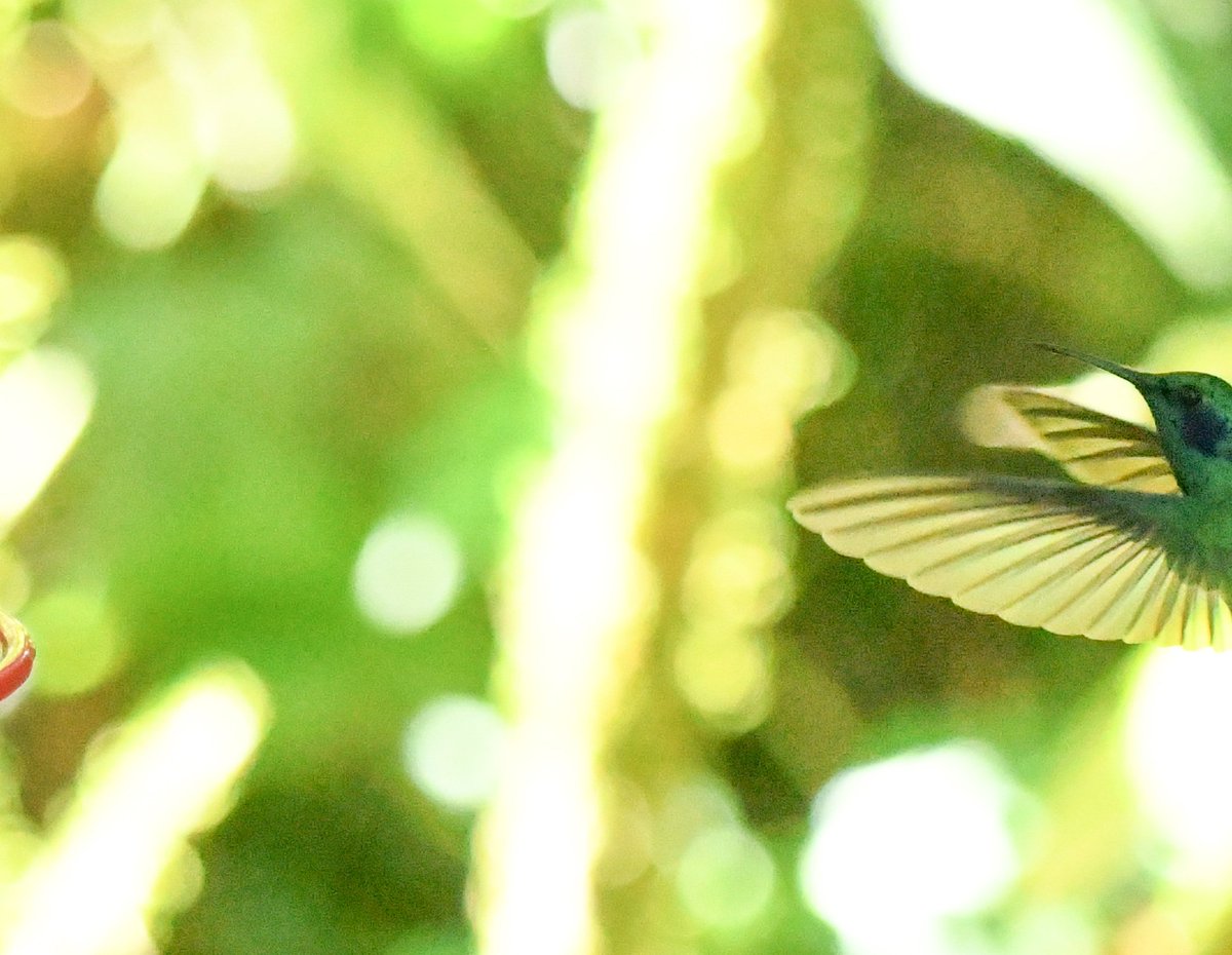 marcmcflurry's tweet photo. Black-tailed Trainbearer, Western Emerald, Goulds Hummingbird and Lesser Violetear #Ecuador #BirdsSeenIn2024 https://t.co/qRsCpQzTbK