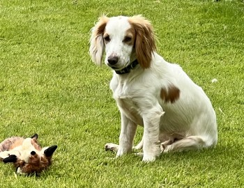 millypod1's tweet photo. 🆘5 NOV 2024 #Lost OTIS #ScanMe #STOLEN??
YOUNG White /Lemon Ears Spaniel Cross Male
Between Hidcote Gardens and Larkstoke #GL55
nr #ChippingCampden #Gloucestershire #Cotswolds  
https://t.co/wvdUfvieQ4 https://t.co/e6ytRAvtwg