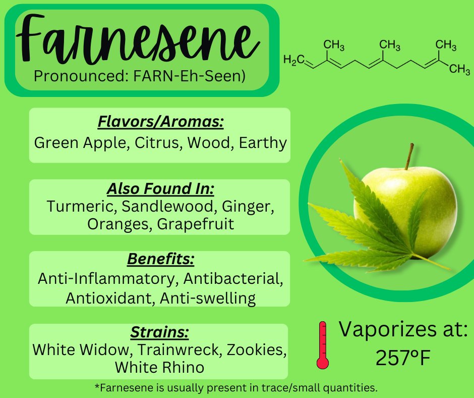 thcmed's tweet image. Farnesene (Farn-eh-seen) - This rare terpene has the same smell/aroma as Green Apples. Found in strains are all know and love like White Widow, Trainwreck, Zookies, and White Rhino.
#TerpeneThursday #farnesene #weedknowledge #greenapples #mmj #thcmed #trichomehealthconsultants