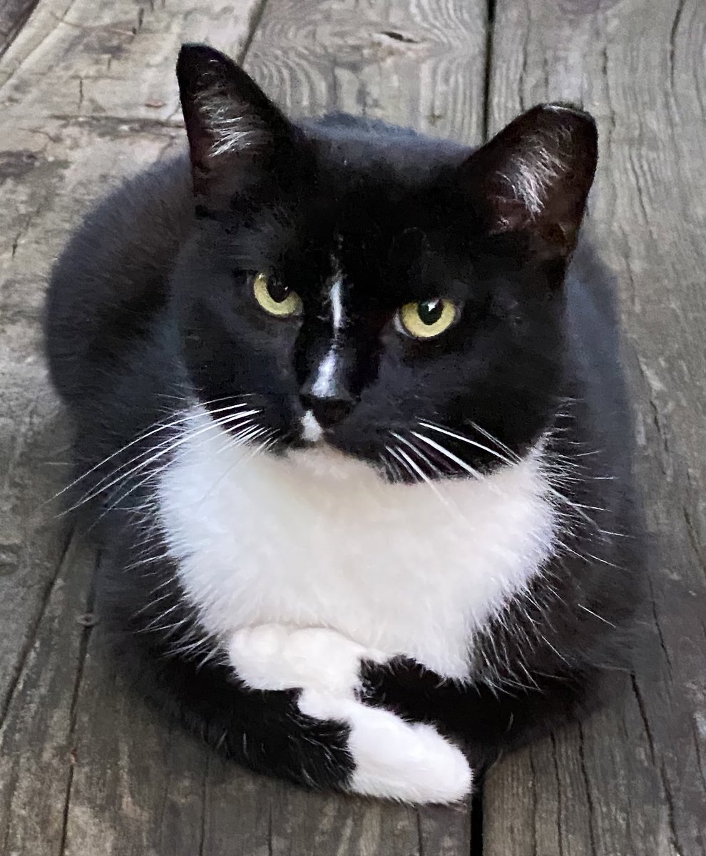 ReaganAndWonky's tweet photo. to be loved is to be …. um … https://t.co/qwK1xxVXcz