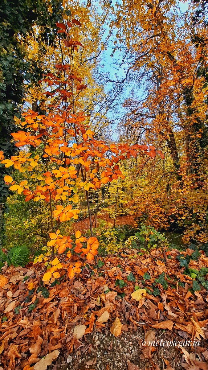 El bosque #otoñal, #LaGranaja (#Segovia).