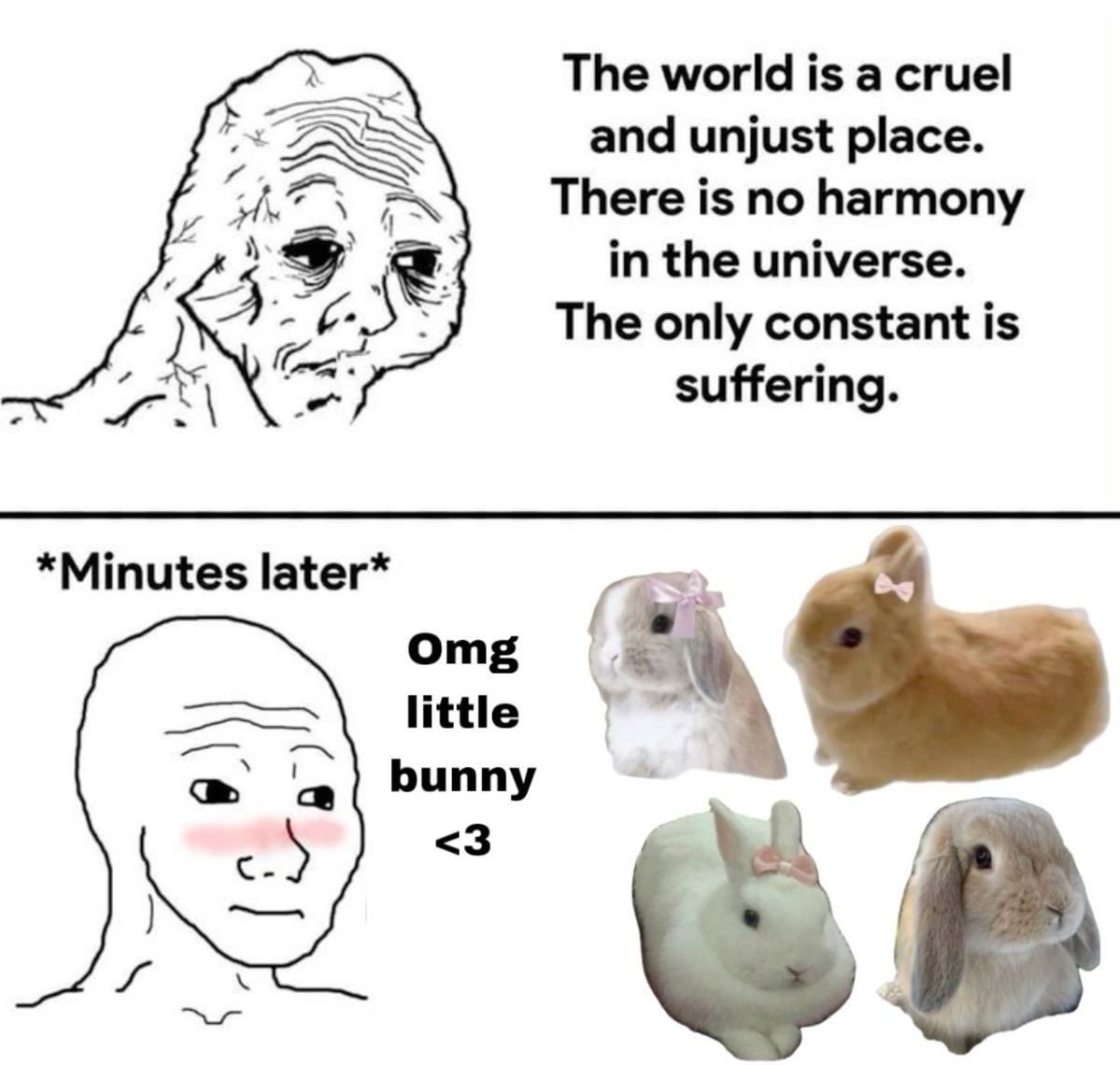 Bunnies (@bunnies) on Twitter photo 