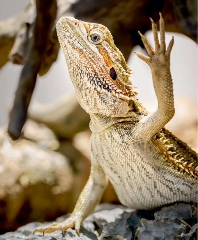 Check out our latest Creature Column about bearded dragons and how they help understand the evolution, function and dynamics of neurons, neural circuits and the brain.

nature.com/articles/s4159…