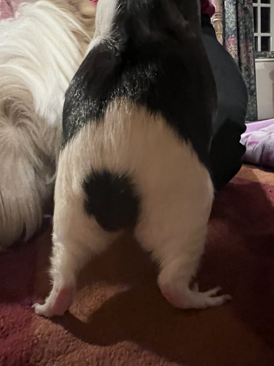 It’s #TargetBumThursday and Percy is wearing his best #tennisshorts for the occasion 🤣#Percypeeg #teambumble
