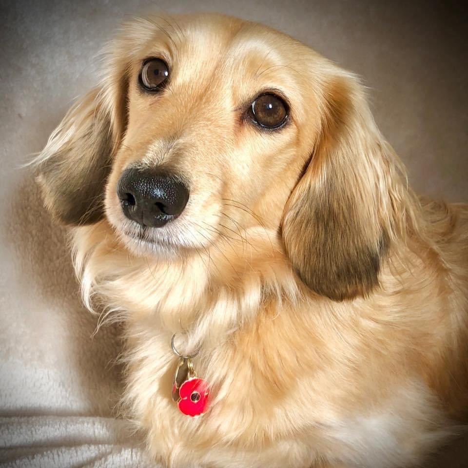 Huxley and the Posa (@huxandrosa) on Twitter photo Every year we always wear our poppies to honour & remember the service & sacrifice of people who have served in wars, conflicts and peacekeeping operations. #lestweforget
We will be watching on Sunday - especially as <a href="/CombatStress/">Combat Stress</a> will be marching and paying their respects. Every year we always wear our poppies to honour & remember the service & sacrifice of people who have served in wars, conflicts and peacekeeping operations. #lestweforget
We will be watching on Sunday - especially as <a href="/CombatStress/">Combat Stress</a> will be marching and paying their respects.