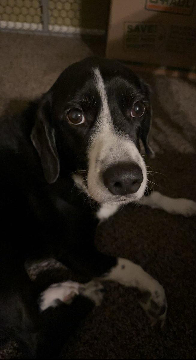 CMag428's tweet photo. You weren’t supposed to get cancer and you weren’t supposed to miss out on more milestones…

But you’re free and at ease. I miss you so much, baby boi. Daisy misses you too. There will never be another like you.

Fat Boi Ulfric 🖤 https://t.co/bfALiMFXb3