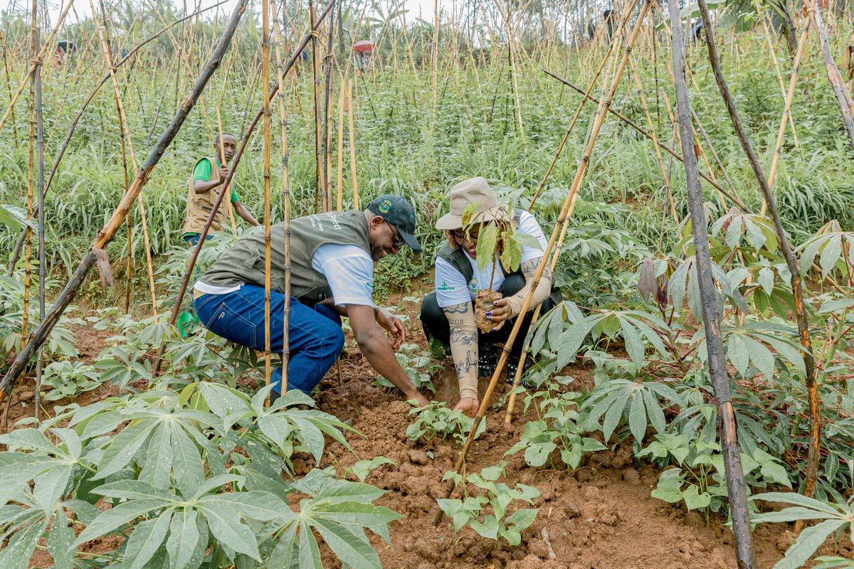 ARCOSNetwork's tweet photo. Today marks the launch of #MuLaKiLa Project’s 2024 tree-planting campaign in @NgororeroDistr ! We’re reaching 3.3 million trees planted, including 22 indigenous species out of 29 total to enrich biodiversity, restore landscapes, and support local livelihoods. https://t.co/L65xYzokdR