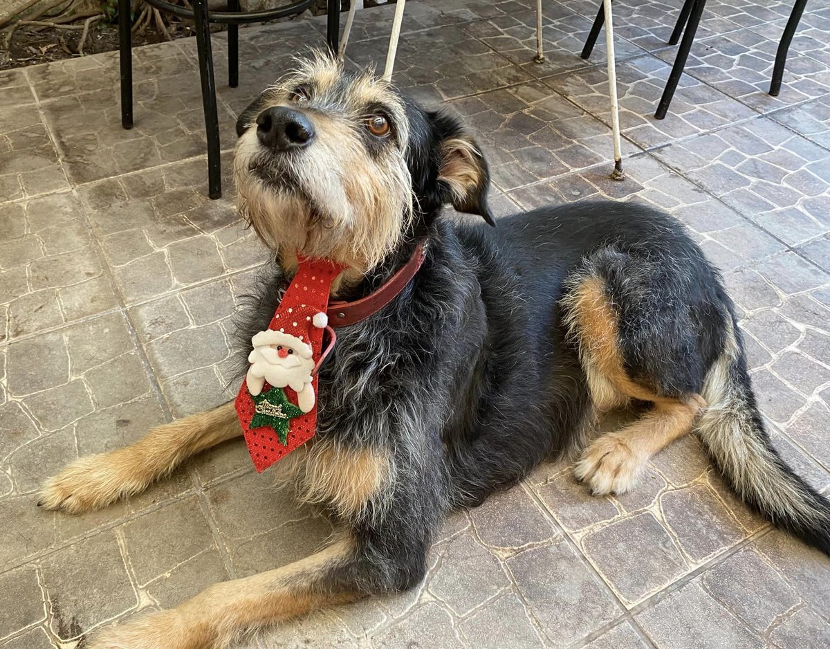 "Nos dieron una semana para encontrarle hogar o, por último, un hogar temporal pagado de hasta $40.000 más alimento. Por favor no permitamos que lo encierren en un canil! Si puedes darle hogar temporal o deseas adoptarlo, comunícate al +56984519458." Favor RT!  
#Peñaflor