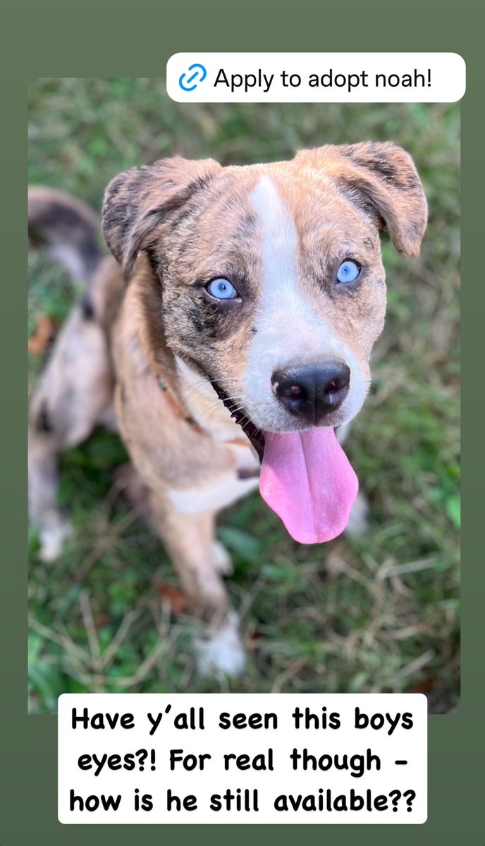 Question of the day….how is Noah Lyles still available?!?! Anyone…? Yeah, we don’t know either! 

Head to rmgdogs.org for more info!