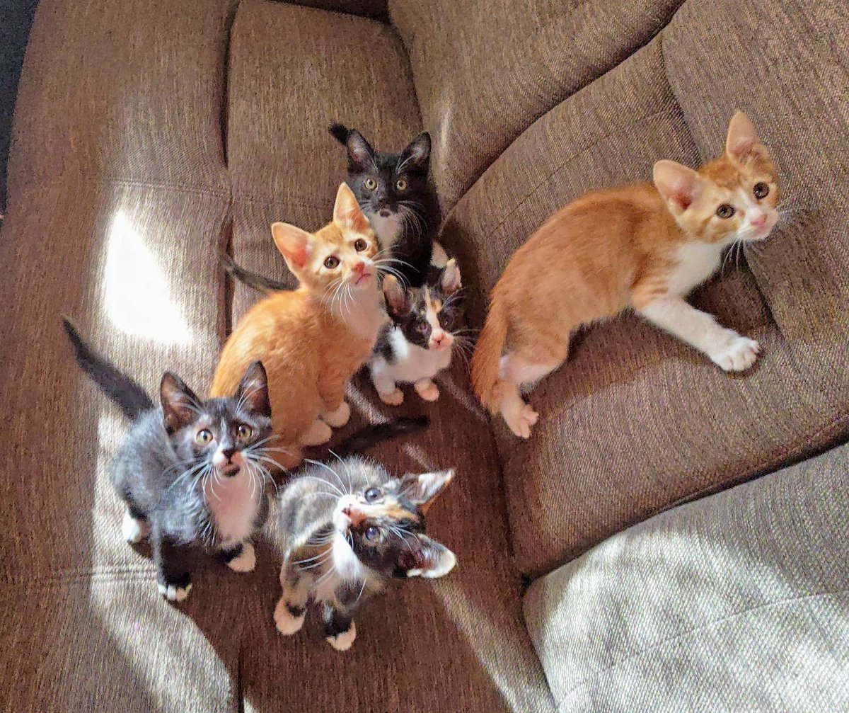 kedama_wacafe's tweet photo. フォロワーが減るのを覚悟の上助けて下さい！
先月仔猫と母親を保護してから仕事が何故か無い状況です。自らの力で見守っていきたいので私たちに仕事をください。今月遊びにきてください。お願い致します。寄付をしてくださいではなく仕事をさせて頂きたいです。本当に宜しくお願い致します https://t.co/xX57QSuOWv