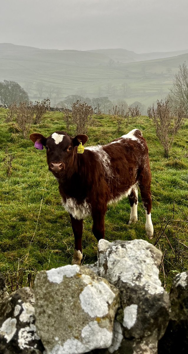 hilltopfarmgirl's tweet photo. A young Northern Dairy Shorthorn in the mizzle and the thistles https://t.co/gT2kAmF1GO
