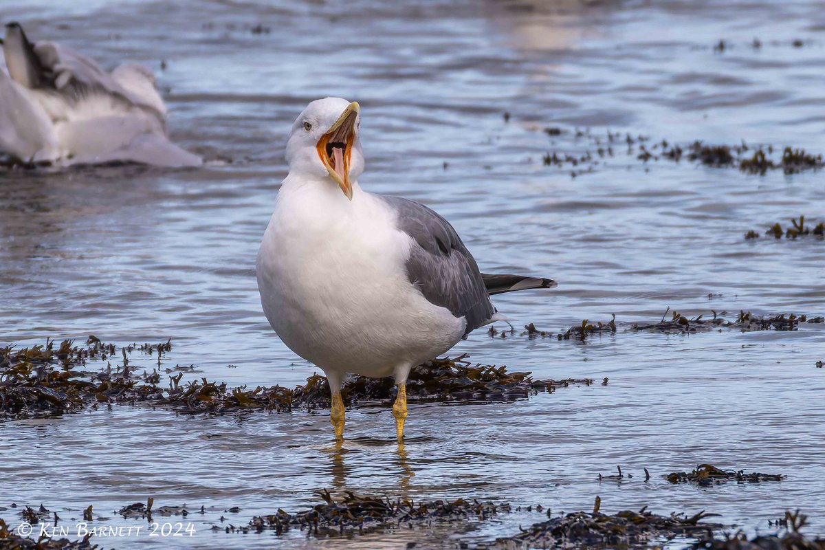 KenBarn90989771's tweet photo. #YellowLeggedGull at the flagpoles Goodwick Beach this afternoon. @PembsBirds https://t.co/Il03g254oy
