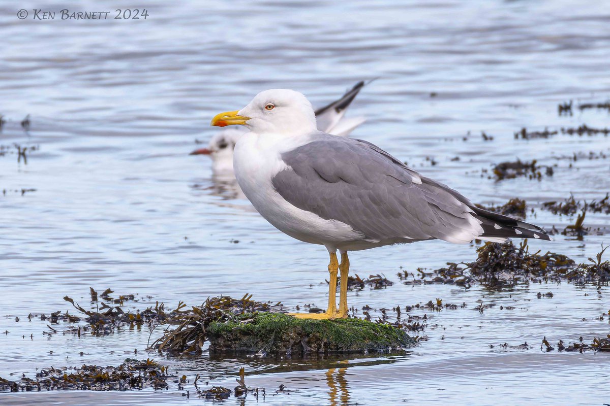 KenBarn90989771's tweet photo. #YellowLeggedGull at the flagpoles Goodwick Beach this afternoon. @PembsBirds https://t.co/Il03g254oy