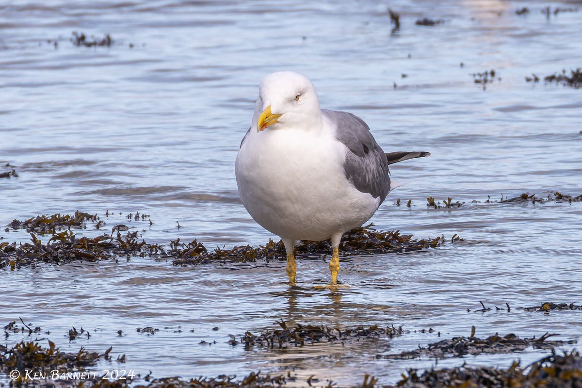 KenBarn90989771's tweet photo. #YellowLeggedGull at the flagpoles Goodwick Beach this afternoon. @PembsBirds https://t.co/Il03g254oy