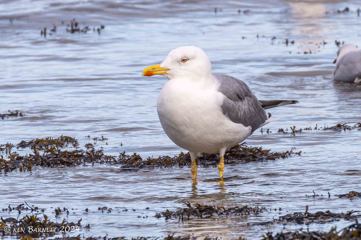 KenBarn90989771's tweet photo. #YellowLeggedGull at the flagpoles Goodwick Beach this afternoon. @PembsBirds https://t.co/Il03g254oy