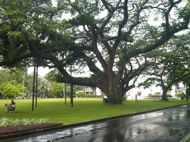 Aku mau cerita sedikit tentang trembesi, pohon yang ada di foto sebelah kiri! Pas banget mas soalnya lagi bikin tulisan tentang trembesi!

Ini kisah tentang pohon yang dulu diyakini bisa ngehasilin hujan. Ini kisah tentang Trembesi, The Rain Tree. 🌧️🌳