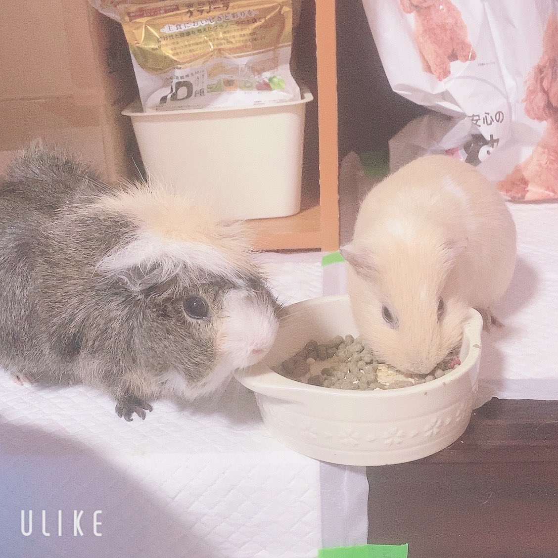 chi__ppi's tweet image. 今日も仲良しでカリカリお食事中 (*´༥`*)💕

#モルモット