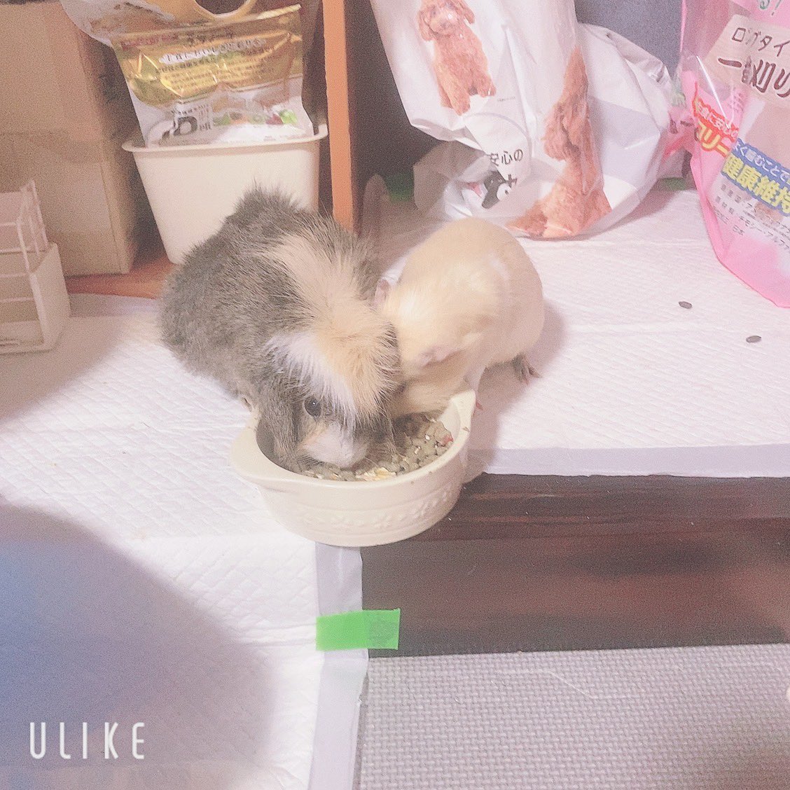 chi__ppi's tweet image. 今日も仲良しでカリカリお食事中 (*´༥`*)💕

#モルモット