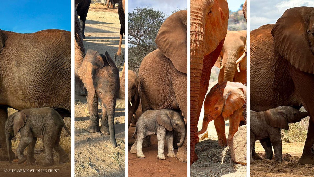 Since September, our ex-orphans have given us incredible news: five new wild-born calves have joined the family! Chapa, Sid, Miale, Mwangaza, and Moe are reminders of what’s possible when we rescue, raise, and rewild orphans. These little ones are symbols of resilience and hope
