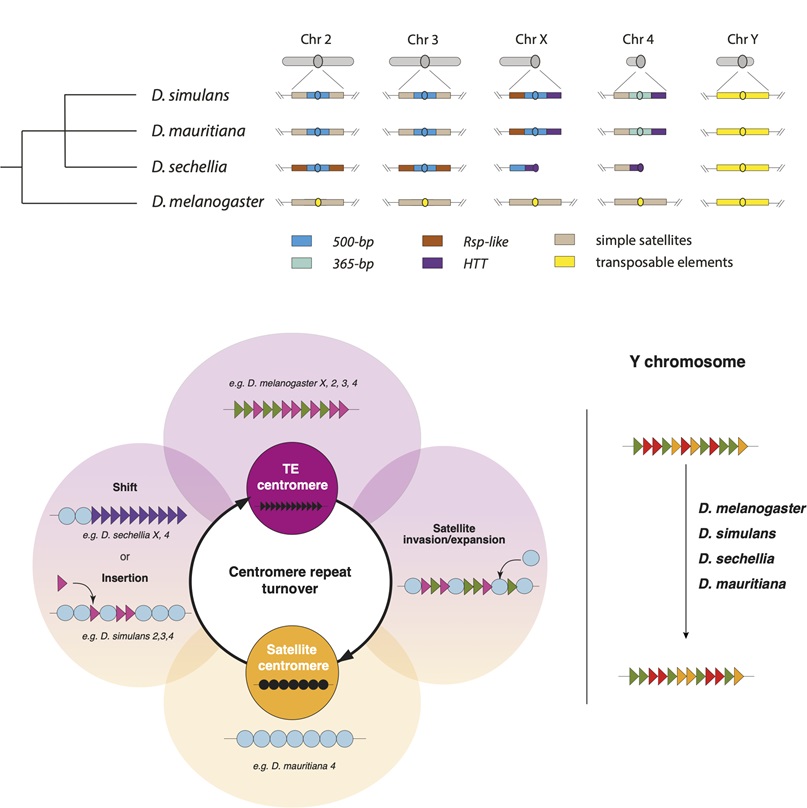 PLOS Biology (@plosbiology) on Twitter photo Rapid centromere evolution: @CecileCourret <a href="/AmLarracuente/">Amanda Larracuente</a> &co's study of #centromere #evolution over short timescales in #Drosophila reveals dramatic #centromere reorganization involving recurrent shifts between retroelements & satellites #PLOSBiology plos.io/3CBwHQe Rapid centromere evolution: @CecileCourret <a href="/AmLarracuente/">Amanda Larracuente</a> &co's study of #centromere #evolution over short timescales in #Drosophila reveals dramatic #centromere reorganization involving recurrent shifts between retroelements & satellites #PLOSBiology plos.io/3CBwHQe