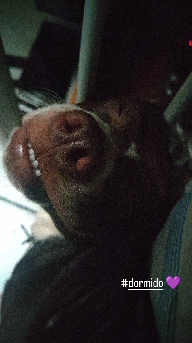 zetapma's tweet photo. A dormir banda #doglover #sleeptime https://t.co/CoTrAuH0ir