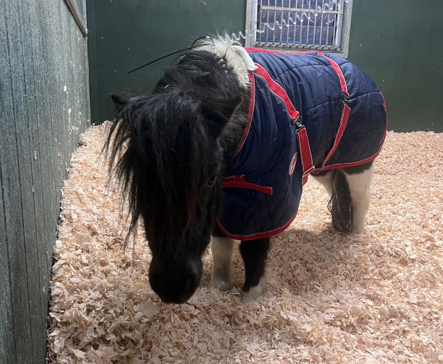 Hopefield_Essex's tweet image. Arthur has made it out of surgery and is recovering well so far. He’ll stay at the vets for the next few days so they can closely monitor him, and fingers crossed he’ll be home early next week. If you can help towards his #vetbill then the link is below. 

hopefield.org.uk/donate/