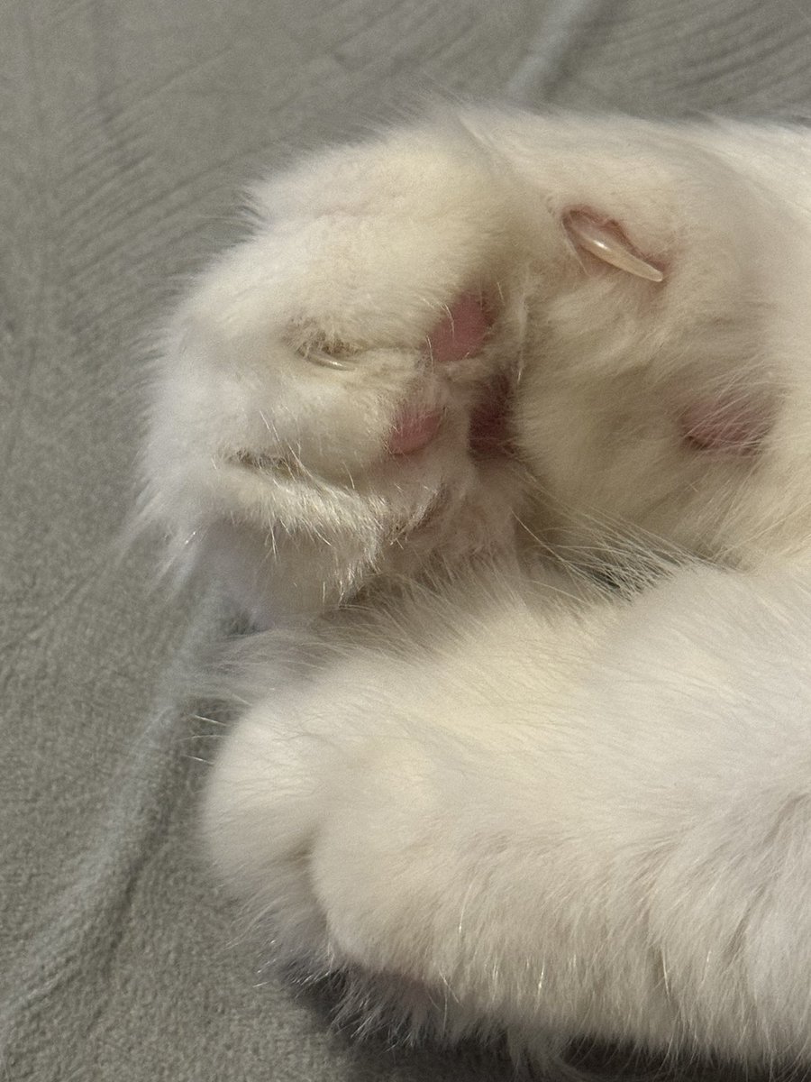 cerouos's tweet photo. 一股小猫味 https://t.co/lrgk9payNT