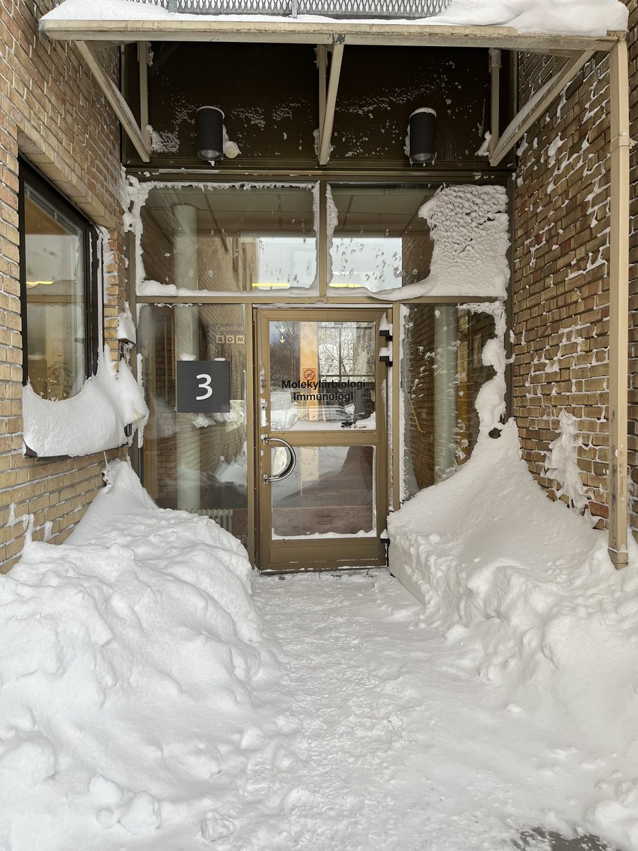 ellen bushell (@bushell_lab) on Twitter photo Science in the North pt 1: Good morning winter and hello snow! <a href="/mims_umea/">MIMS - Molecular Infection Medicine Sweden</a> <a href="/umeauniversity/">Umeå University</a> Science in the North pt 1: Good morning winter and hello snow! <a href="/mims_umea/">MIMS - Molecular Infection Medicine Sweden</a> <a href="/umeauniversity/">Umeå University</a>