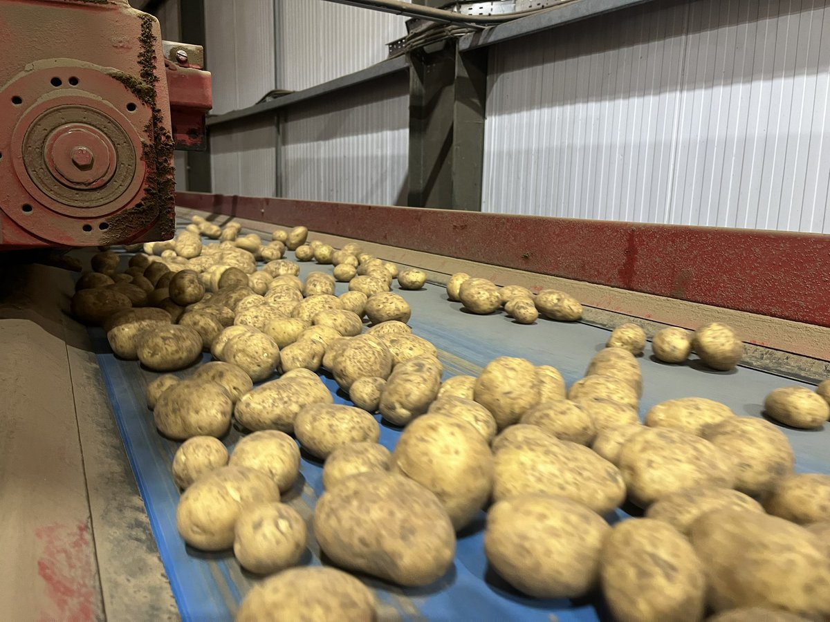 And we are away. Start of the new delivery season on the Yorkshire Wolds. Lovely stock of <a href="/HzpcUk/">HZPC UK🥔</a> <a href="/HZPC/">HZPC Potatoes</a> #supersagitta 🥔 💪🏻 🍟 😋