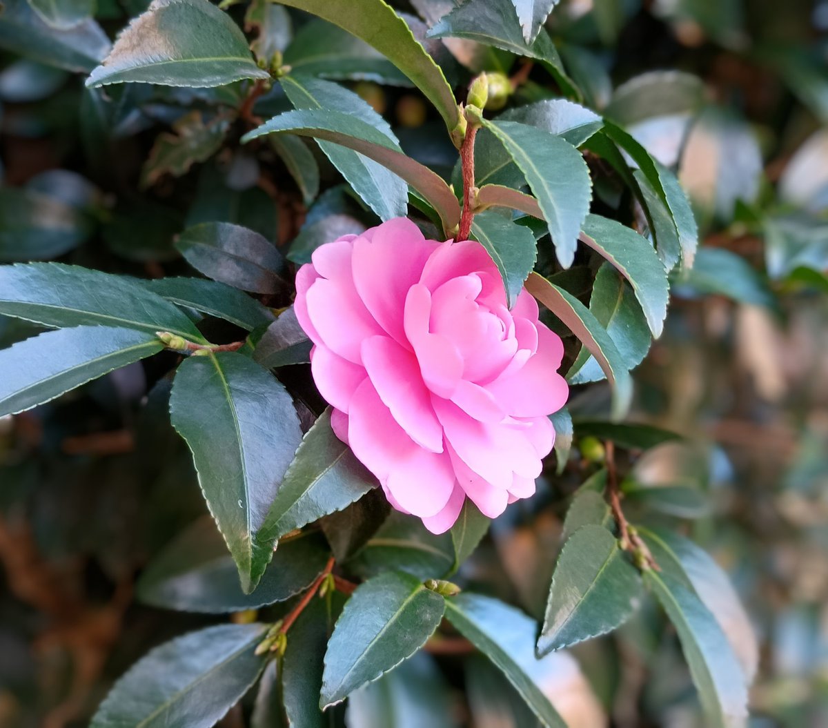小さな庭のサザンカが開花。
バラのようでいて、トゲがなく好きです。