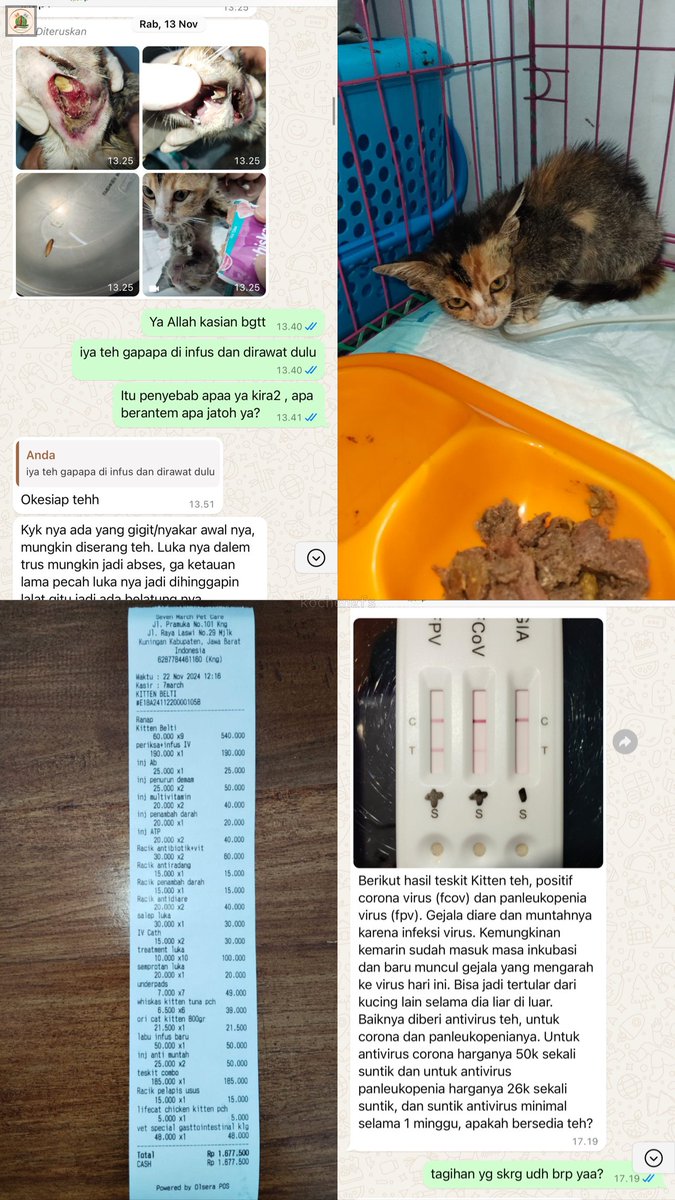 kochengfs's tweet photo. kcg! tgl 13nov aku rescue kucing, keadaannya murung dan ada luka besar di lehernya sampai bolong ke mulut, lukanya sudah bau dan biat*ng. sender udh bawa ke vet dan dirawat disana sampai hari ini, awalnya bagus perkembangannya tapi ternyata malah kena virus:( aku (cont) https://t.co/0XOhswKQtC
