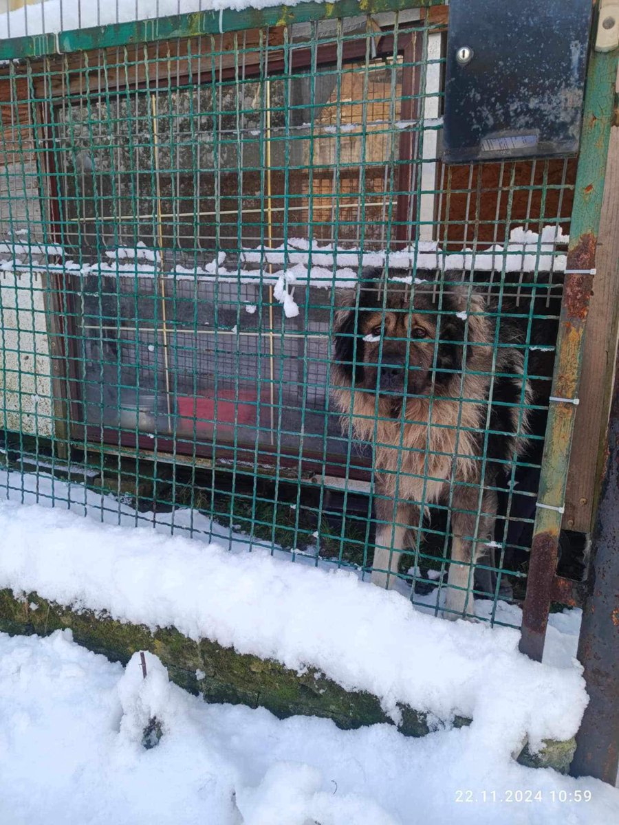 Ten pies został zupełnie sam.💔

Jego właściciel zmarł, a teraz Archi przebywa samotnie na posesji w Będzinie, gdzie dokarmiają go jedynie dobrzy ludzie z osiedla.
Nikt z rodziny nie chce go przyjąć. Jedyną nadzieją jest to, że ktoś przeczyta ten post, polubi i udostępni dalej.