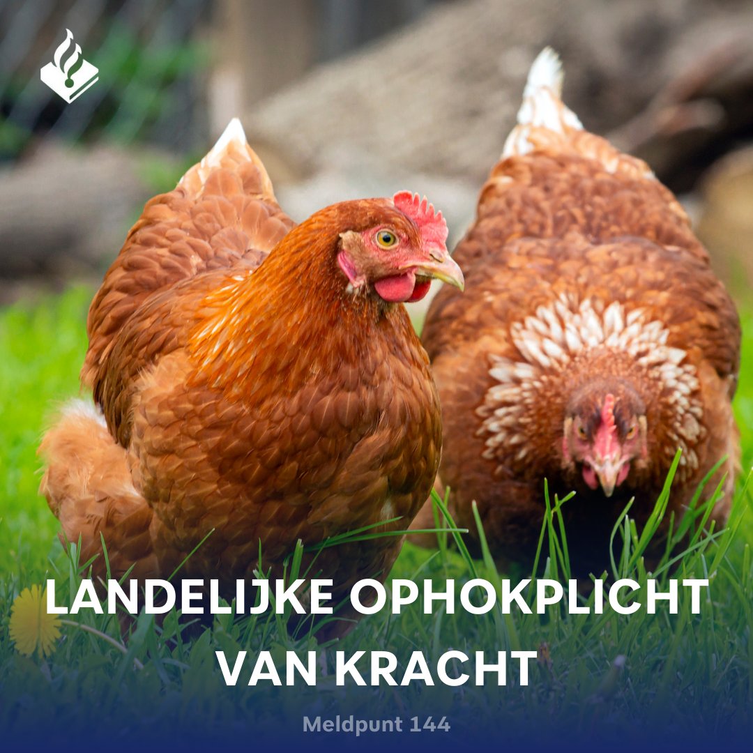 #Vogelgriep
 
🚩Vanaf 20 november 2024 geldt er in Nederland een landelijke #ophokplicht voor pluimveebedrijven. Deze verplichting is er omdat de kans op besmetting groter is dan voorgaande maanden.

Meer lezen over de landelijke maatregelen? Kijk op: rijksoverheid.nl/onderwerpen/vo…