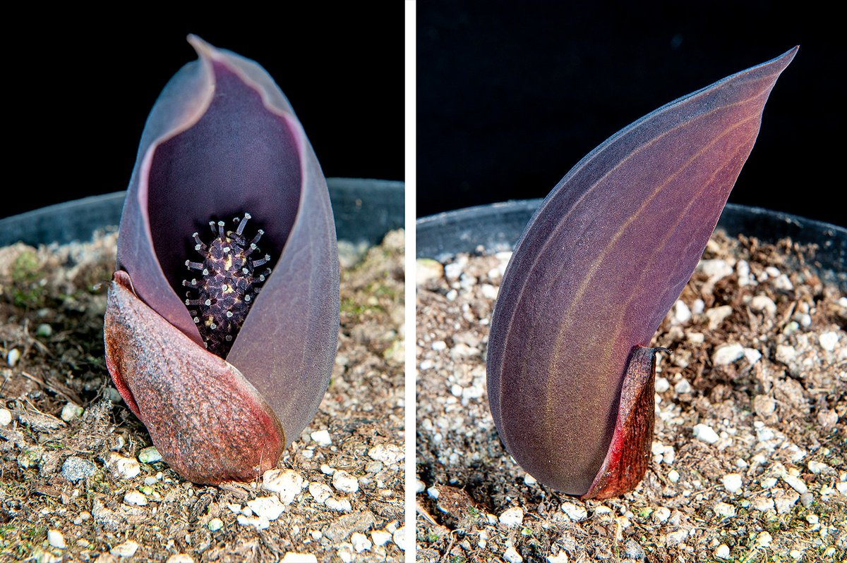 WolfgangStuppy's tweet image. Here comes a #mysteryplant: we have this very interesting #Dracontium sp. from
#SouthAmerica in the collection of the Botanic Garden of the #ruhrunibochum, but which species could it be? Any takers, please send comments! #botany #araceae #flower