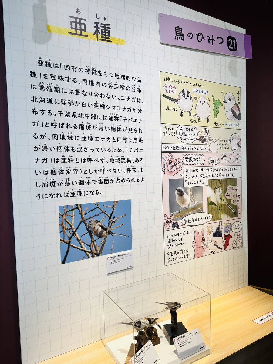 「先日、息子ちゃんたっての希望で国立科学博物館「 #鳥展 」に行って来たんですが、」|平尾リョウ Hirao Re-YOHのイラスト