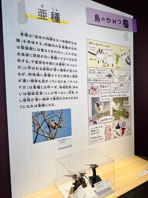 先日、息子ちゃんたっての希望で国立科学博物館「 #鳥展 」に行って来たんですが、#ぬまがさワタリ さんの大量の漫画解説が本当に面白くて愛らしくて、これを読むためだけでも行く価値アリでした息子ちゃん、穴があくほど読み込んでたもう一枚はほぼ天野喜孝さんモンスターなヒオドシジュケイ 